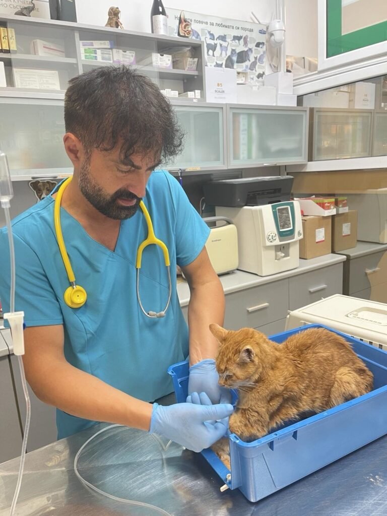 rb clinics предлага висококачествени ветеринарни продукти, фуражи и професионални консултации. Специализирани операции, ДДД услуги и експр 4